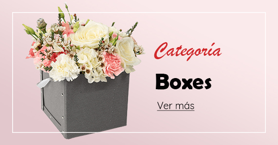 Categoria Boxes